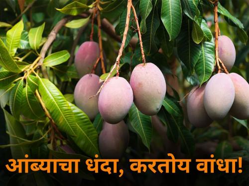 maharashtra state farmer mango business farming problem | आंब्याचा धंदा, करतोय वांधा!