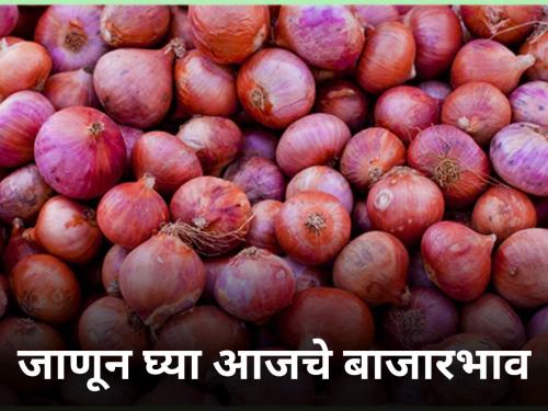 maharashtra farmer Know todays soybean onion cotton market prices | जाणून घ्या आजचे सोयाबीन-कांदा-कापसाचे बाजारभाव