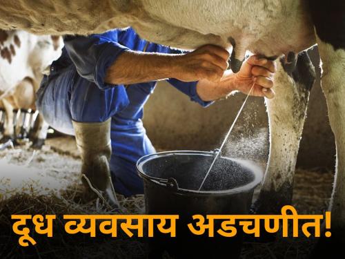 maharashtra farmer milk producer business in trouble rate 11 rupees fall in six months | दूध व्यवसाय अडचणीत; सहा महिन्यांत ११ रुपयांची घसरण