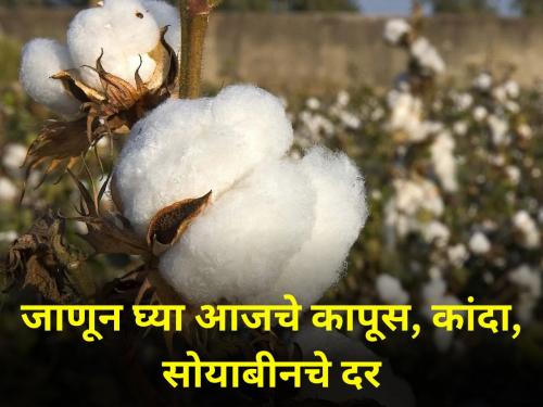 maharashtra farmer market yard Know today rates of cotton onion soybeans farm producers | जाणून घ्या आजचे कापूस, कांदा, सोयाबीनचे दर