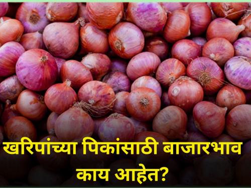 agriculture farmer kharip crop season produce market rates Know in detail | खरिपांच्या पिकांसाठी बाजारदर काय आहेत? जाणून घ्या सविस्तर