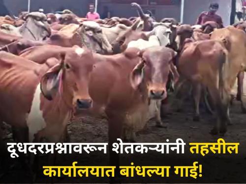 no solution milk rate problem Farmers hunger strike protest tied cows Tehsil office | दूधदरप्रश्नी तोडगा नाहीच! शेतकऱ्यांनी तहसील कार्यालयात बांधल्या गाई
