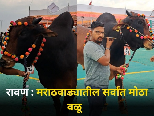 biggest bull in Marathwada lal kandhari cow veriety ajay jadhav farmer nanded | रावण : मराठवाड्यातील सर्वांत मोठा वळू