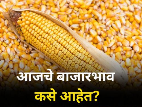 maharashtra agriculture farmer market rates market yard soybean cotton onion maize | खरिपाच्या मालाची आवक वाढली! जाणून घ्या बाजारभाव