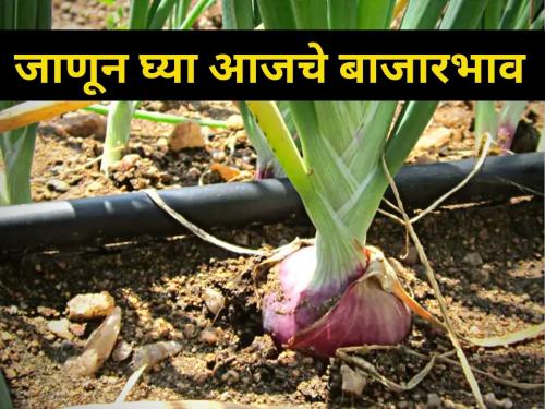 maharashtra agriculture farmer market yard rate price soybean cotton onion maize crop | जाणून घ्या आजचे बाजारभाव