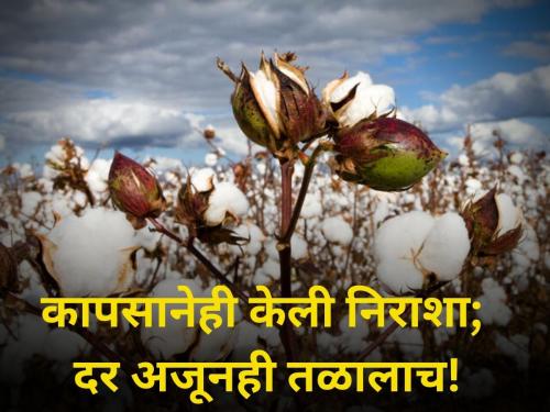 What is price cotton today agriculture farmer market yard | कापसानेही केली निराशा! दर अजूनही तळालाच; जाणून घ्या आजचे भाव