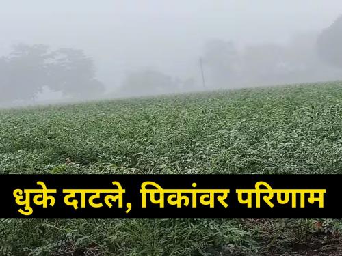 maharashtra agriculture farmer rain Heavy fog impact crops damage | धुक्यामुळे होणार पिकांवर परिणाम!