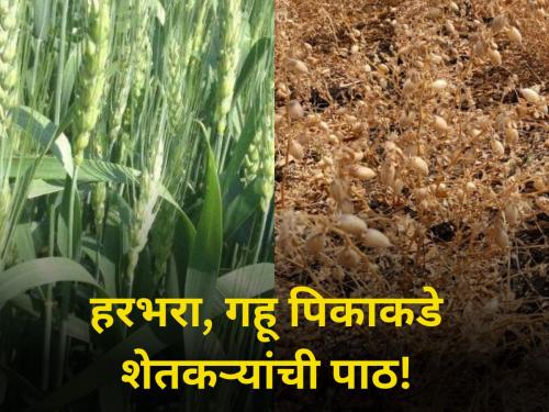 pune junnar farmer onion and sugarcane crop production but not production of wheate | कांदा ऊस जोमात; हरभरा, गव्हाकडे शेतकऱ्यांची पाठ