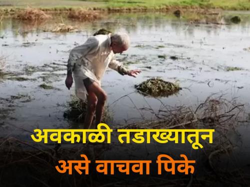 agriculture farmer maharashtra save crops from unseasonal heavy rain | पिकसल्ला : अवकाळी तडाख्यातून असे वाचवा पिके