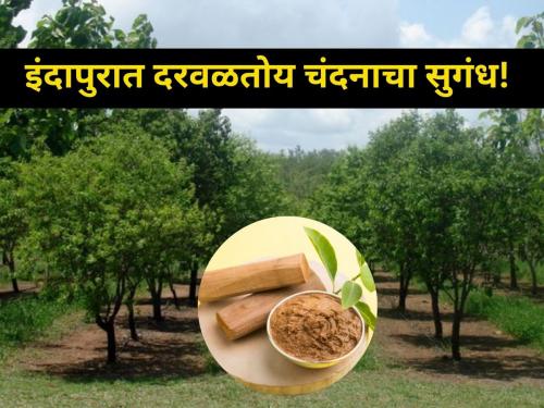 The scent of sandalwood wafts through Belwadi in Indapur taluka | इंदापूर तालुक्यातील बेलवाडीत दरवळतोय चंदनाचा सुगंध