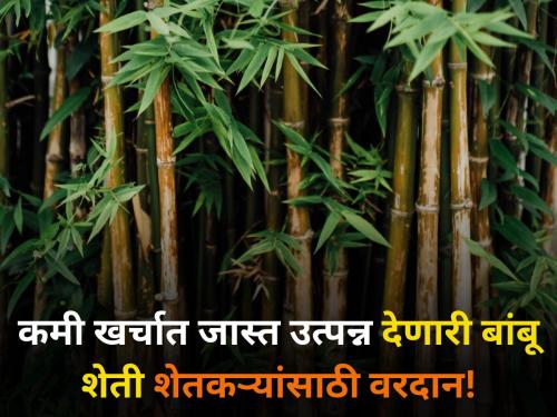 maharashtra agriculture farmer bamboo farming which gives more income lower cost | कमी खर्चात जास्त उत्पन्न देणारी बांबू शेती शेतकऱ्यांसाठी वरदान!