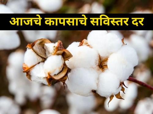 maharashtra agriculture farmer market yardtoday detailed cotton rates | जाणून घ्या आजचे सविस्तर कापसाचे दर