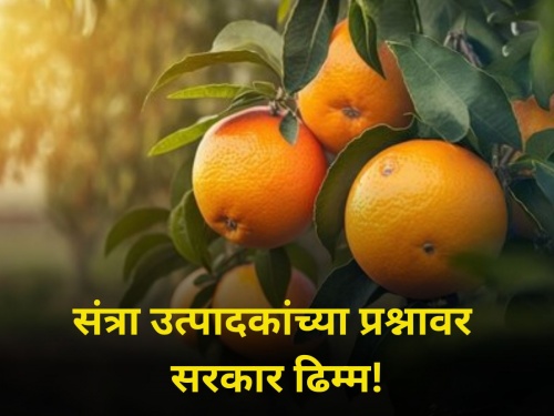 Bangladesh's answer to India! The government is silent on the issue of orange growers | बांगलादेशचे भारताला जशास तसे उत्तर! संत्रा उत्पादकांच्या प्रश्नावर सरकार ढिम्म