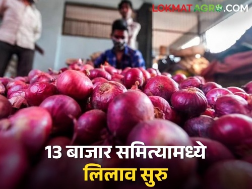 Latest news Onion auction in 13 market committees of Nashik district restored | अखेर नाशिक जिल्ह्यातील 13 बाजार समित्यांमध्ये कांदा लिलाव पूर्ववत, वाचा बाजारभाव 