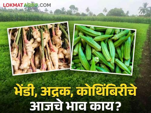 Market Updated: What is the price of Okra, Coriander, Ginger today? | Market Updated : भेंडी, कोथिंबीर, अद्रक यांचे आजचे भाव काय ?