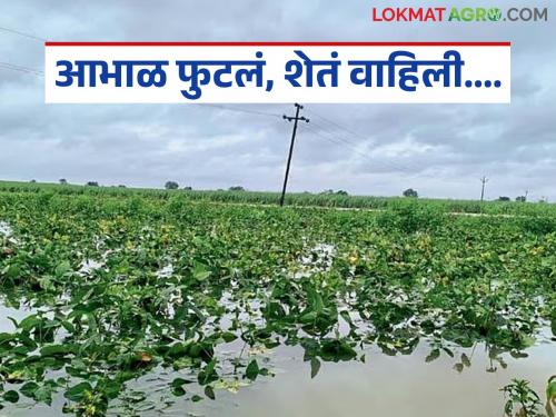 latest news Marathwada Rain Update: Heavy rains in Marathwada; Crops on 3.58 lakh hectares under water Read in detail | Marathwada Rain Update : मराठवाड्यात पावसाचा तडाखा; ३.५८ लाख हेक्टरवरील पिके पाण्याखाली! वाचा सविस्तर