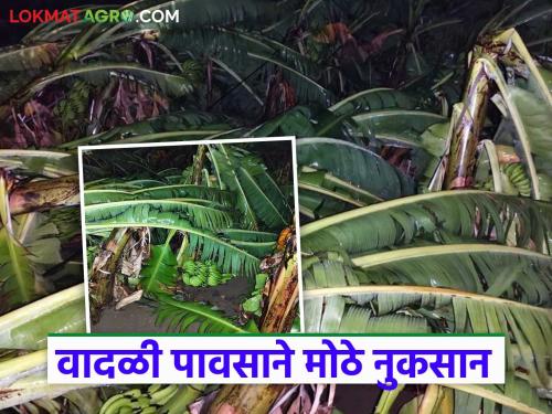 latest news Marathawada Crop Damage: Stormy rains destroy banana and papaya fields; Power supply disrupted Read in detail | Marathawada Crop Damage: वादळी पावसाने केळी-पपईचे शेत उद्ध्वस्त; वीज पुरवठा खंडित वाचा सविस्तर