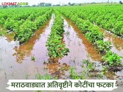 latest news Marathwada Crop Damage: Heavy rains in Marathwada in three months cause loss of Rs 1,418 crore; When will the Panchnama be done? Read in detail | Marathwada Crop Damage : मराठवाड्यात तीन महिन्यांत अतिवृष्टीने १,४१८ कोटींचे नुकसान; पंचनामे कधी? वाचा सविस्तर