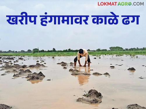 latest news Crop Damage in Marathwada: 4 lakh hectares of crops damaged in Marathwada; Revenue Minister to take review tomorrow | Crop Damage in Marathwada : मराठवाड्यात ४ लाख हेक्टर पिकांचे नुकसान; महसूलमंत्री उद्या घेणार आढावा? वाचा सविस्तर