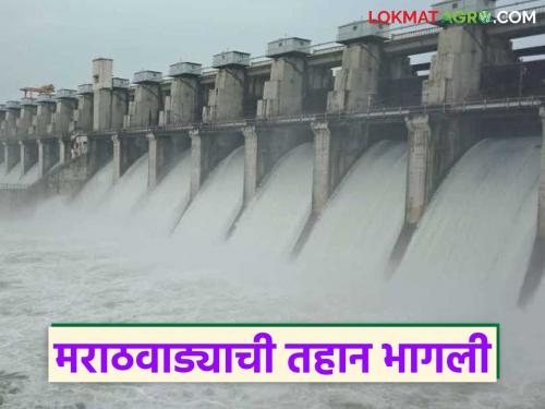 latest news Marathwada Dam Water Level: Rain's grace! Read in detail how full Jayakwadi Dam is | Marathwada Dam Water Level : पावसाची कृपा! जायकवाडी धरण किती भरले वाचा सविस्तर