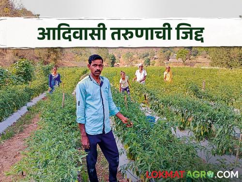 Bringing water from 4000 feet, the cultivation of chilli flourished in a drought stricken village | चार हजार फुटांवरून पाणी आणून दुष्काळी गावात फुलवली मिरचीची शेती