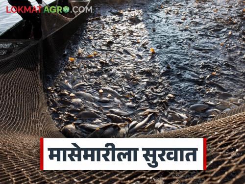 Purse Seine Fishing : Finally, after an eight-month ban, purse seine fishing resumes | Purse Seine Fishing : आठ महिन्यांच्या बंदीनंतर अखेर पर्ससीन मासेमारीला सुरूवात