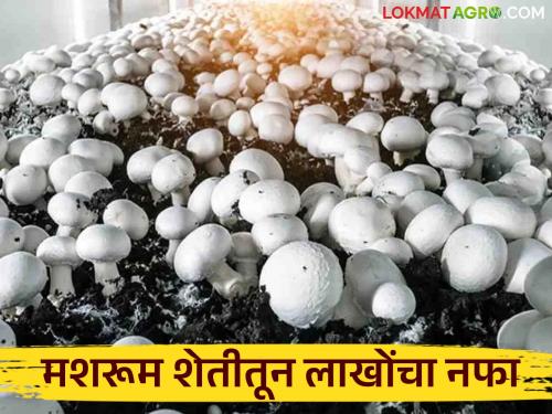 latest news Farmer Success Story: Big profit in small space; Read details of farmer's big income from mushroom farming | Farmer Success Story : कमी जागेत मोठा नफा; मशरूम शेतीतून शेतकऱ्याची मोठी कमाई वाचा सविस्तर