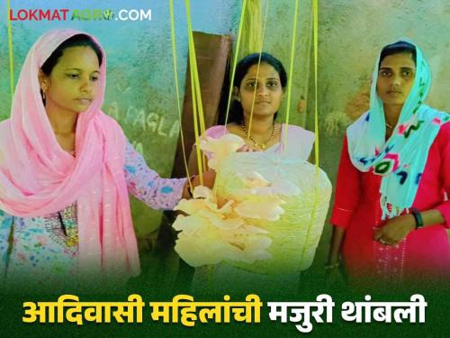 Latest News Mushroom Farming How has mushroom farming changed lives nandurbar of tribal women Read in detail   | Mushroom Farming : मशरूम शेतीनं आदिवासी महिलांचं जीवन कसं बदललं? वाचा सविस्तर  