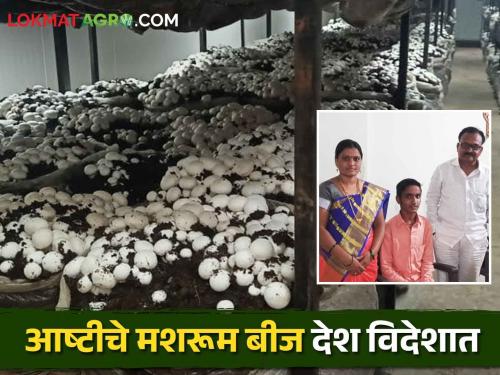 Eight lakh monthly turnover from mushroom farming; An inspiring success story of a highly educated young entrepreneur | Mushroom Farming महिन्याकाठी आठ लाखांची मशरूम शेतीतून उलाढाल; उच्चशिक्षित तरुण उद्योजकाची प्रेरणादायी यशकथा