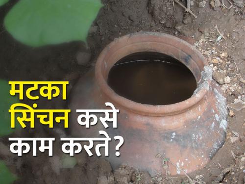 Beneficial matka irrigation for fruit crops | फळ पिकांसाठी फायदेशीर मटका सिंचन