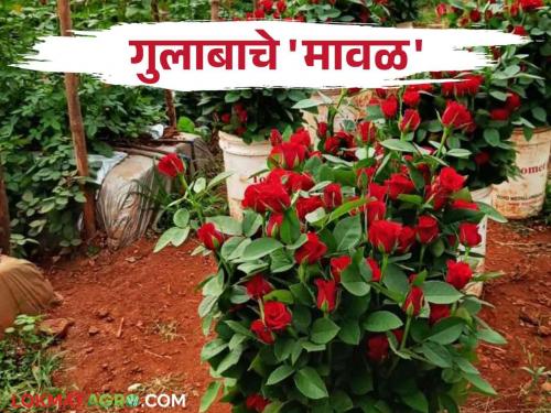 500 to 600 acres of exportable rose cultivation is done in this taluka Read more | या तालुक्यात ५०० ते ६०० एकरवर केली जाते निर्यातक्षम गुलाबाची शेती वाचा सविस्तर