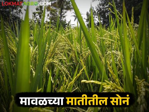 How was the famous 'Indrayani' variety of rice from the Shivara of Maval created? Find out in detail | मावळच्या शिवारातील भाताचा प्रसिद्ध 'इंद्रायणी' हा वाण कसा तयार झाला? जाणून घ्या सविस्तर