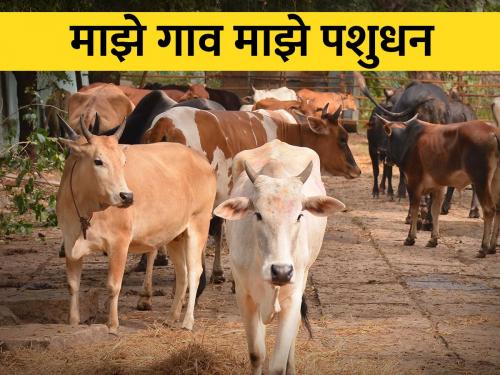 Where and how animal husbandry in the National Gram Swaraj Mission? | राष्ट्रीय ग्राम स्वराज अभियानात पशुसंवर्धन कुठे आणि कसे?