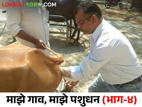 If you want to increase the income from livestock, do artificial insemination | वाढवायचे असेल पशुधनापासून उत्पन्न तर अवश्य करा कृत्रिम रेतन