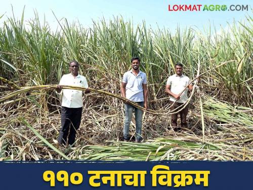 Young Farmer Success Story : MBA highly educated Shubham reaches 110 ton production in sugarcane farming Read more | Young Farmer Success Story : एमबीए उच्च शिक्षित शुभमने ऊस शेतीत गाठला ११० टनाचा टप्पा वाचा सविस्तर