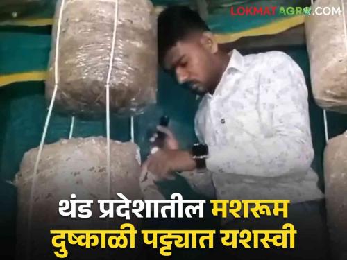 Latest News mushroom farming in hut by young mbbs doctor experiment in village | Mushroom Farming : एमबीबीएस डॉक्टर तरूणाचा जबरदस्त प्रयोग, झोपडीत फुलवली मशरूमची शेती