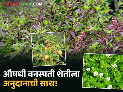 latest news Medicinal Plant Scheme : New plants included in horticulture campaign; Opportunities for farmers Read in detail | Medicinal Plant Scheme : फलोत्पादन अभियानात नव्या वनस्पतींचा समावेश; शेतकऱ्यांसाठी संधी वाचा सविस्तर