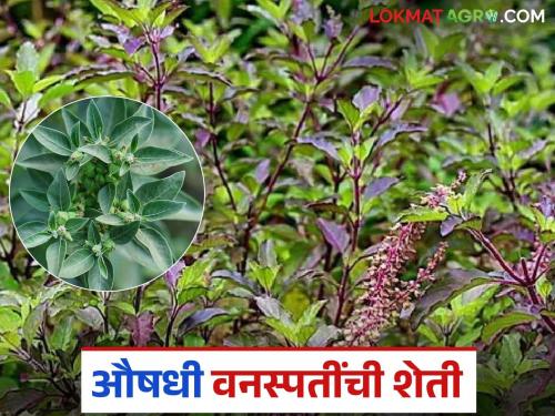 latest news Medicinal Plants Farming: Washim is turning to medicinal farming! New life-saving solution for farmers from 'Atma' system | Medicinal Plants Farming : औषधी शेतीकडे वळतेय वाशिम! 'आत्मा' यंत्रणेकडून शेतकऱ्यांसाठी नवा संजीवनी उपाय