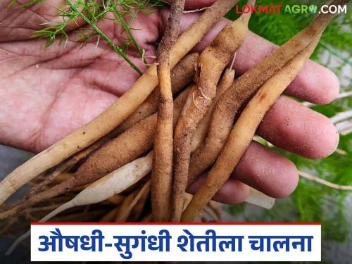 latest news Medicinal Plants Farming: Benefits only from medicinal cultivation; New subsidy scheme for farmers | Medicinal Plants Farming : औषधी लागवडीतून फायदेच फायदे; शेतकऱ्यांसाठी अनुदानाची नवी योजना