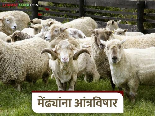 Latest News Control of antravishar disease in goats and sheep know the details | 'हा' आजार झाल्यास मेंढ्याचा दहा ते बारा तासांत मृत्यू होतो, जाणून घ्या सविस्तर 