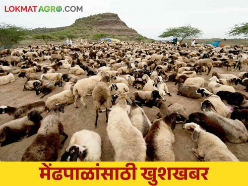 These big decisions were taken for the upliftment of shepherds in the state.. read in detail | Shepherds Upliftment in Maharashtra : राज्यातील मेंढपाळांच्या उन्नतीसाठी घेतले हे मोठे निर्णय.. वाचा सविस्तर