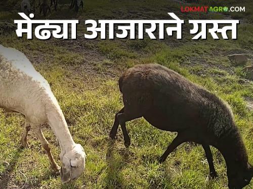 Latest News Sheep Disease Management how to control Sheep's foot mud and sores in mouth read in details | Sheep Disease : मेंढ्यांच्या पायांच्या खुरात चिखल्या व तोंडात जखमा, असे करा उपाय?