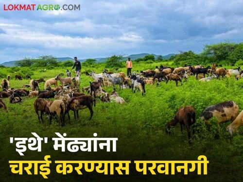 Latest News Now shepherds are allowed to graze sheep in forest area too, read in detail | आता मेंढपाळांना 'या' क्षेत्रावरही मेंढ्यांना चराई करण्यास परवानगी, वाचा सविस्तर 