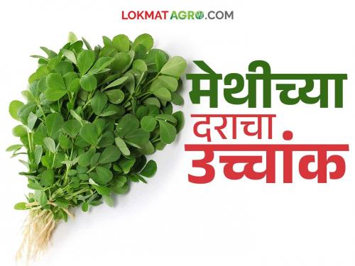 Vegetable prices rise in Manchar Market Committee; Fenugreek seeds get highest price | मंचर बाजार समितीत भाजीपाल्याचे दर तेजीत; मेथीच्या जुडीला मिळाला सर्वधिक दर