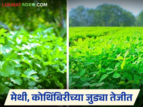 Methi and coriander are the highest prices of this season in Manchar Market Committee; How did Judi get the price? | मंचर बाजार समितीत मेथी व कोथिंबीरीस या हंगामातील सर्वाधिक दर; जुडीला कसा मिळाला भाव?