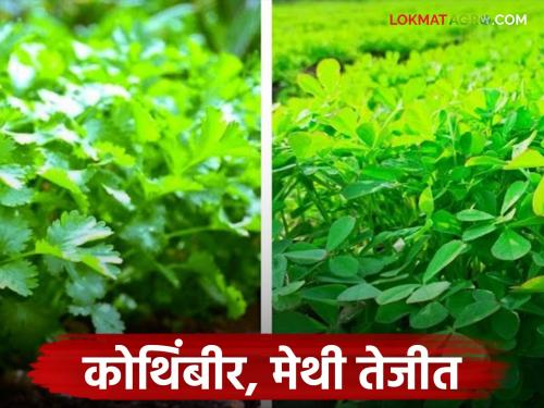 Coriander and fenugreek bunches fetched a record price at Manchar Market Committee; Read in detail | मंचर बाजार समितीत कोथिंबीर व मेथीच्या जुडीला मिळाला विक्रमी भाव; वाचा सविस्तर