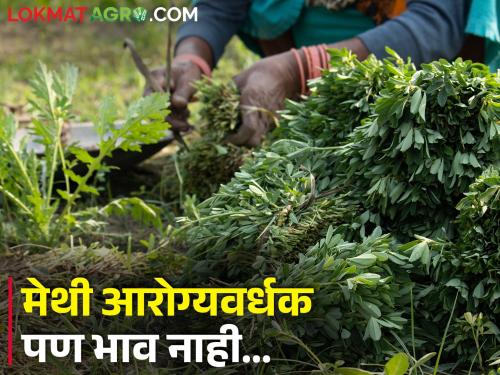 Latest News Healthy fenugreek has no market price, financial loss to farmers | मेथी आरोग्यवर्धक पण भाव नाही... मेथी उत्पादक शेतकरी अडचणीत 