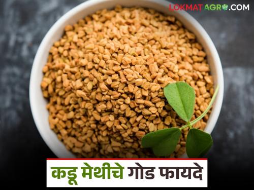 Bitter in taste but sweet to health, these are the numerous benefits of fenugreek seeds; Know in detail | चवीला कडू पण आरोग्याला गोड, मेथीच्या दाण्यांचे 'हे' असंख्य फायदे; जाणून घ्या सविस्तर