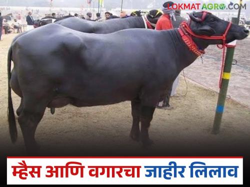 Latest News Mhasi Lilav Public auction of buffalo by Parbhani Agricultural University, read in detail | परभणी कृषी विद्यापीठातर्फ़े म्हैस आणि वगार यांचा जाहीर लिलाव, वाचा सविस्तर 