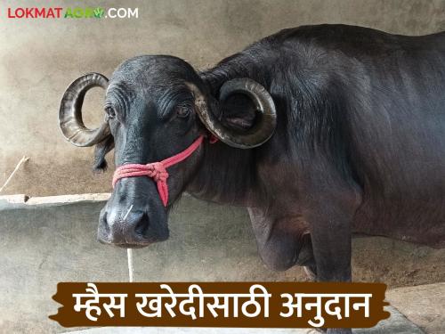 If you take a loan from this district bank to buy buffalo, you will get a discount on the last installment | म्हैशी खरेदीसाठी 'या' जिल्हा बँकेकडून कर्ज घेतल्यास शेवटच्या हप्त्यात सवलत मिळणार